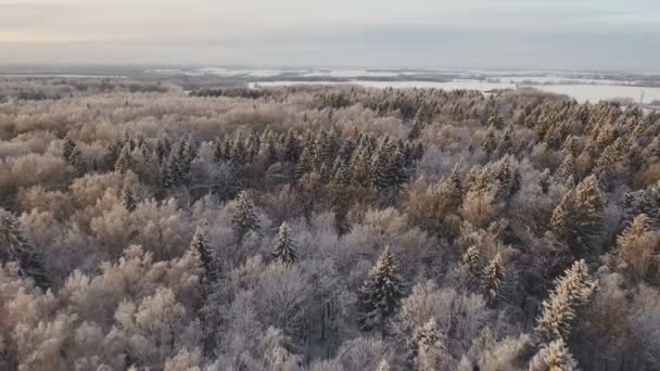 Paisagem de inverno com floresta. — Vídeo de Stock