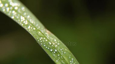 Çimlerin üzerinde bir çiy damlası