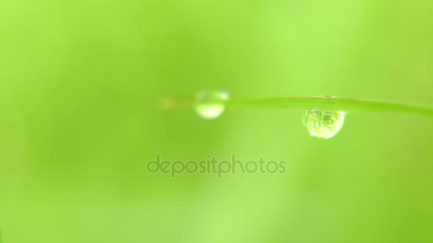 Goutte de rosée sur l'herbe — Video