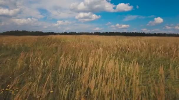 Campo verde aéreo y cielo azul con nubes . — Vídeo de stock