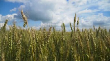 Kırsalda buğday tarlası.