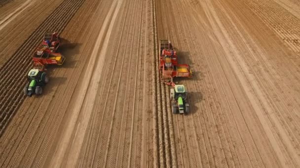 밭에서 감자를 수확하는 모습 — 비디오