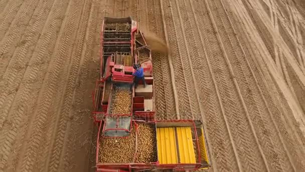 밭에서 감자를 수확하는 모습 — 비디오