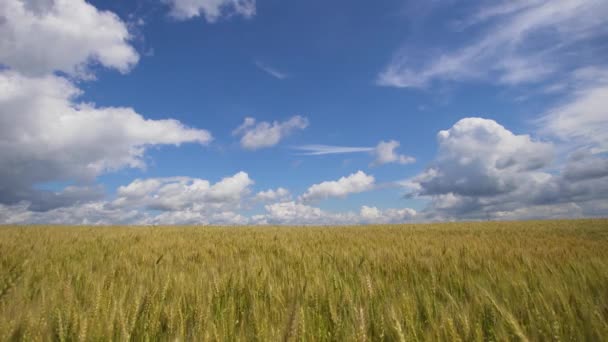 Пшеничное поле в сельской местности. — стоковое видео