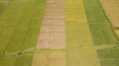 Bali 'de pirinç terasları.