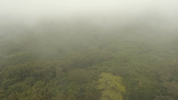 Regenwoud in de mist. Jawa eiland, Indonesië. Stock Footage — Stockvideo