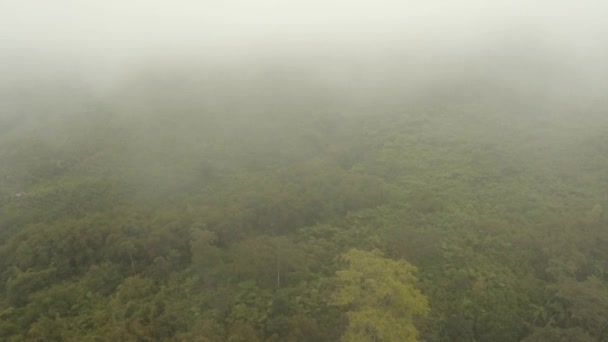 雾中的雨林贾瓦岛, 印度尼西亚。股票素材 — 图库视频影像