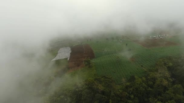 Mezőgazdasági terület a hegyekben a ködben. Jawa sziget, Indonézia — Stock videók