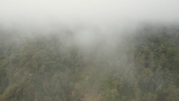 Sis ve bulutlar yağmur ormanları. Bali, Endonezya. — Stok video