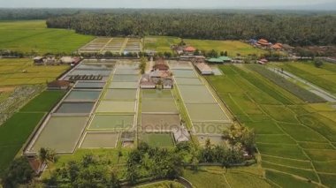 Teras pirinç tarlaları, Bali, Endonezya.