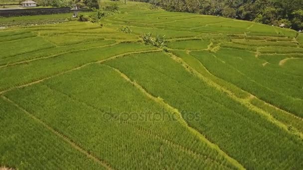 Террасные рисовые поля, Бали, Индонезия . — стоковое видео