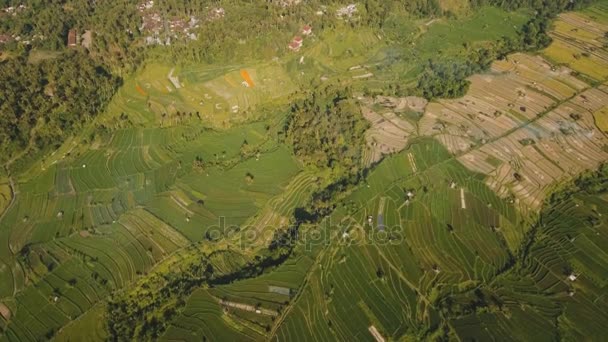 Lanskap dengan teras padi Bali, Indonesia — Stok Video