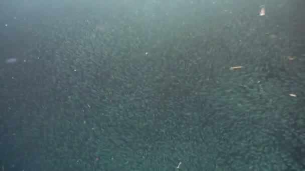 Sardines sur l'eau bleue.