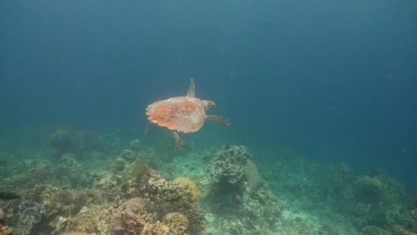 Морська черепаха під водою . — стокове відео