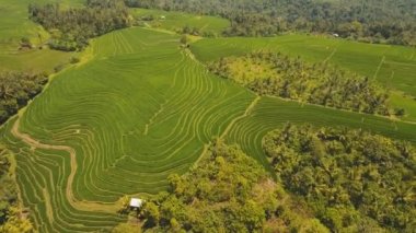 Teras pirinç tarlaları, Bali, Endonezya.