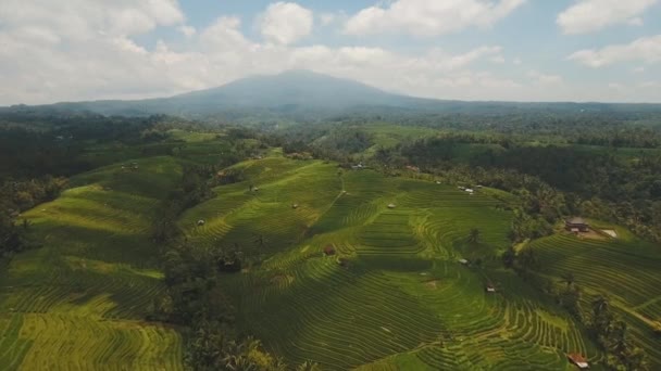 Terraço campos de arroz, Bali, Indonésia. — Vídeo de Stock