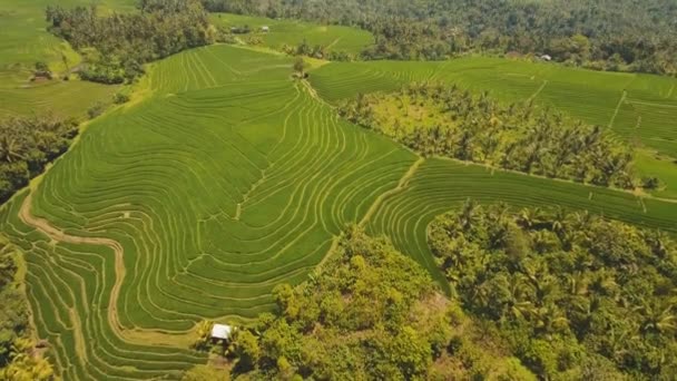Terrasse rizières, Bali, Indonésie.