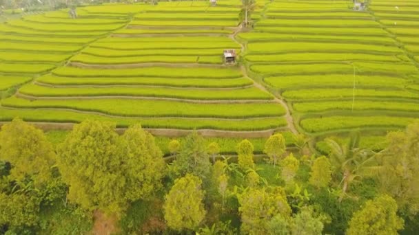 Terrassenreisfelder, Bali, Indonesien. — Stockvideo