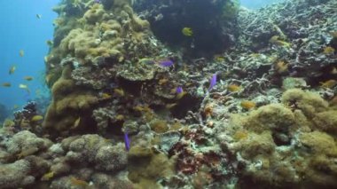 Mercan ve tropikal balık. Filipinler