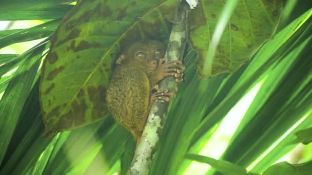 Divertente Tarsier filippino Tarsius syrichta. Bohol Filippine — Video Stock