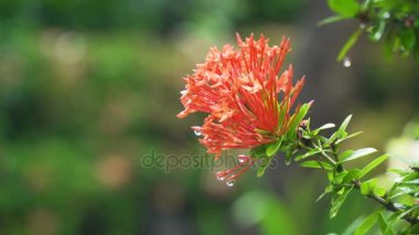 Yağmur damlaları çiçek.