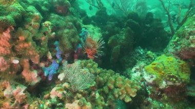 Mercan ve tropikal balık. Bali, Endonezya.