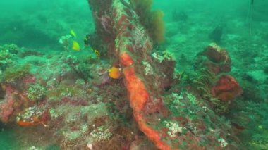 Mercan ve tropikal balık. Bali, Endonezya.