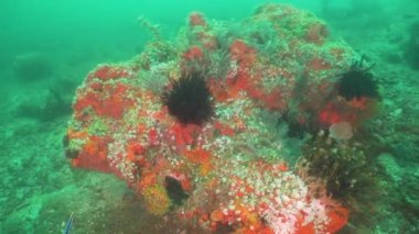 Mercan ve tropikal balık. Bali, Endonezya.