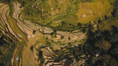 Dağ manzarası tarım arazileri ve Endonezya Bali köyü.