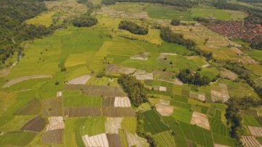 Tarım arazileri ile manzara ve Teras alanı Bali, Endonezya pirinç.