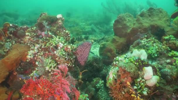 Moray no recife de coral . — Vídeo de Stock