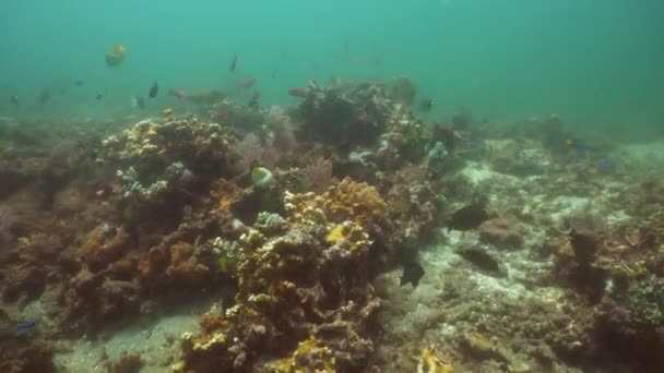 Arrecife de coral y peces tropicales. Bali, Indonesia . — Vídeo de stock