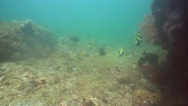 Recifes de coral e peixes tropicais. Bali, Indonésia . — Vídeo de Stock