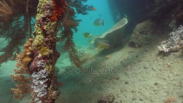 Arrecife de coral y peces tropicales. Bali, Indonesia . — Vídeo de stock