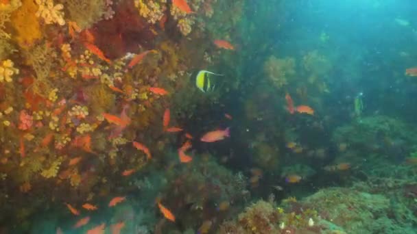 Arrecife de coral y peces tropicales. Bali, Indonesia . — Vídeos de Stock