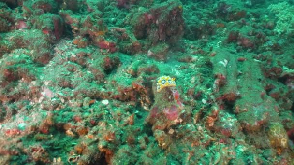 Arrecife de coral y peces tropicales. Bali, Indonesia . — Vídeo de stock