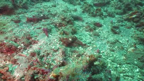 Scorpionfish a korallzátonyok. Bali, Indonézia. — Stock videók