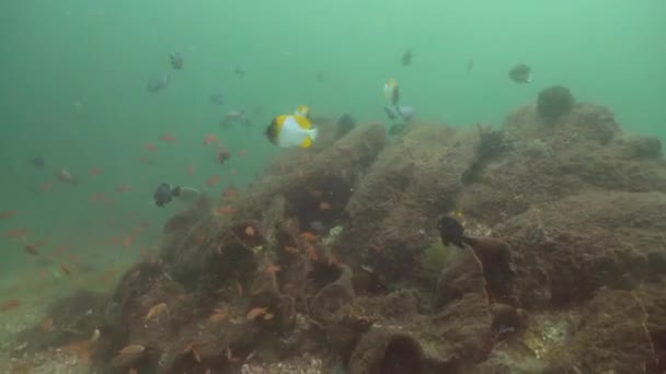 Arrecife de coral y peces tropicales. Bali, Indonesia . — Vídeo de stock