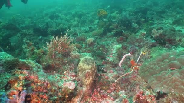 Koral rafa i tropikalna ryba. Bali, Indonezja. — Wideo stockowe
