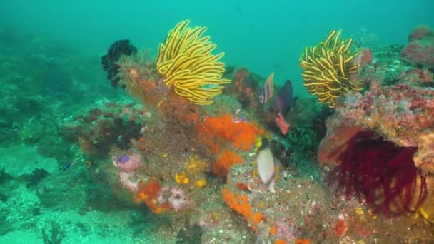 サンゴ礁と熱帯魚。インドネシア ・ バリ島. — ストック動画