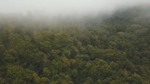 Regenwald in Wolken, Bali, Indonesien. — Stockvideo