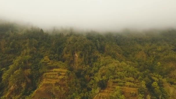 Regenwoud in de wolken, Bali, Indonesië. — Stockvideo