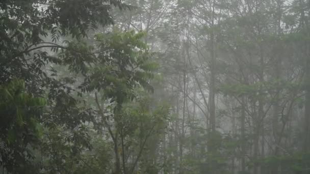 Forêt tropicale nuageuse, Bali, Indonésie. — Video