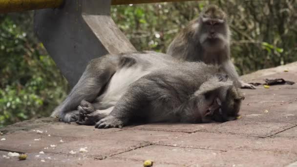 Monos en el bosque de Bali. — Vídeo de stock