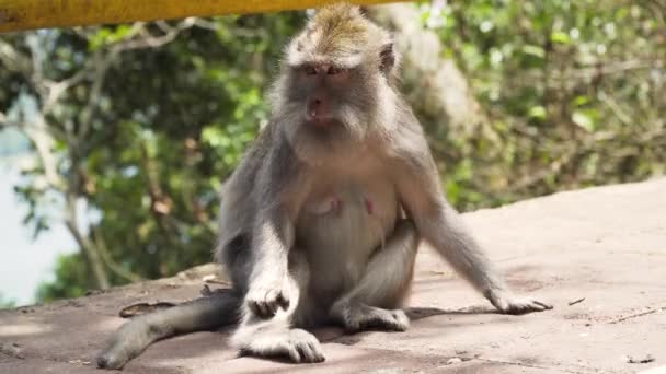 Monkeys in the forest in Bali. — Stock Video