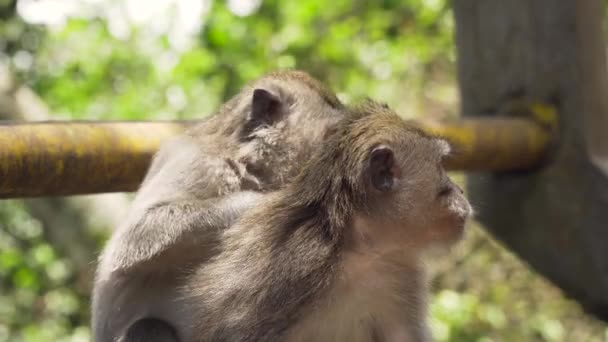 Apen in het bos op Bali. — Stockvideo