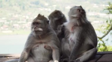 Bali 'deki ormanda maymunlar.