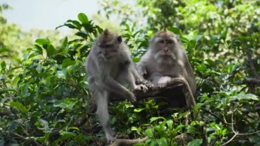 Bali 'deki ormanda maymunlar.