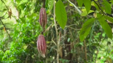 Meyveli kakao ağacı, Bali Endonezya.