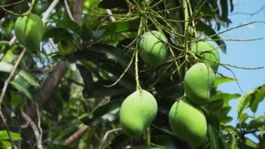 Mango-mango ağacı üzerinde.